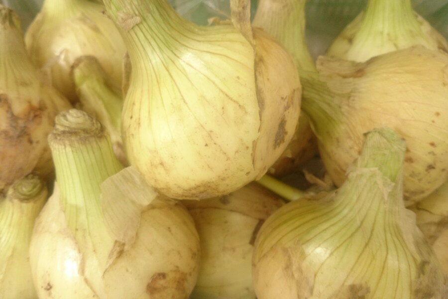 �ڿ����ʼ�˸����露���������ޤͤ�(L��������1kg)