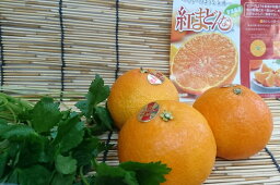 【新着】珠玉の柑橘フルーツ愛媛県産「紅まどんな」（1個）