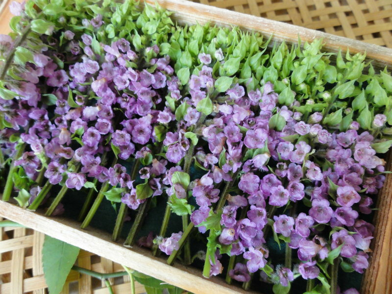 楽天京野菜 錦 川政愛知県産花穂（ほじそ）