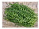 【オススメ】千葉県産他 おかひじき(1pk) 【オススメ】千葉県産他 おかひじき(1pk)