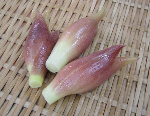 高知県産　花みょうが（1pk）