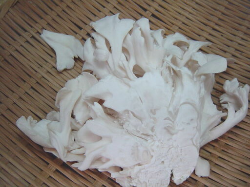 新潟県産 白舞茸(1pk、約100g) 新潟県産 白舞茸(1pk、約100g)