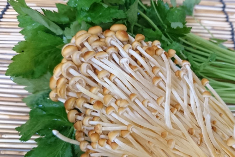 長野県産　山茶茸【約150g入】 2