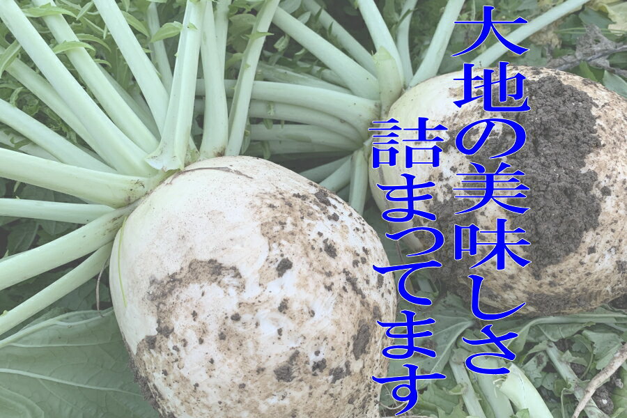 �ڥ֥��ɵ���ڡ۵����ܻ���������������L��������1�ġ�