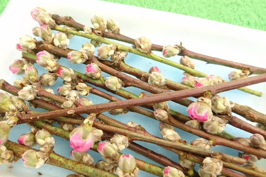 【新着】愛知県産他　桃（もも）の枝花