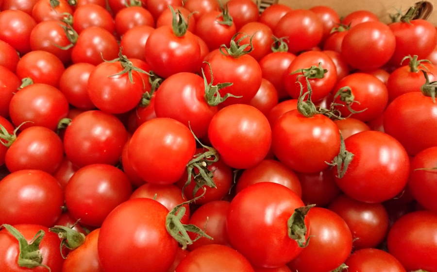 ���ܸ���¾���ߥ˥ȥޥȡ�1pk��