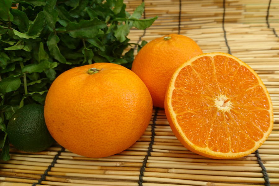 �ڿ�����²λ����������Ȥ���2L������1��)