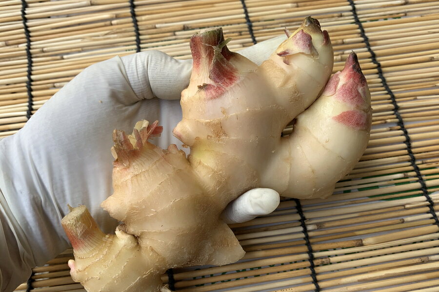 【旬のオススメ】和歌山県産　新生姜（200g） kawamasa-10000070 京野菜 錦 川政 サンプル画像2