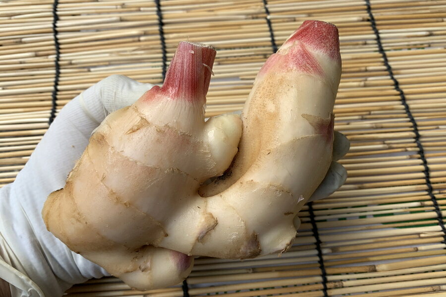 【旬のオススメ】和歌山県産　新生姜（200g） kawamasa-10000070 京野菜 錦 川政 サンプル画像3