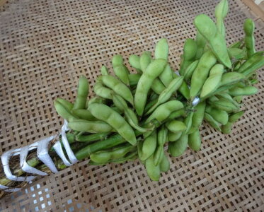 京都産黒枝豆たんくろう京都が生んだ夏の逸品です!(5束、枝付、約2.5kg)