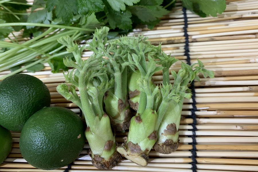 【旬のオススメ】新潟県産他　タラの芽（S）1pk