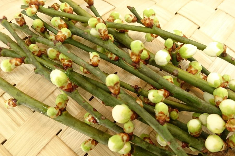 【新着】徳島県産他　梅（うめ）の枝花（白）