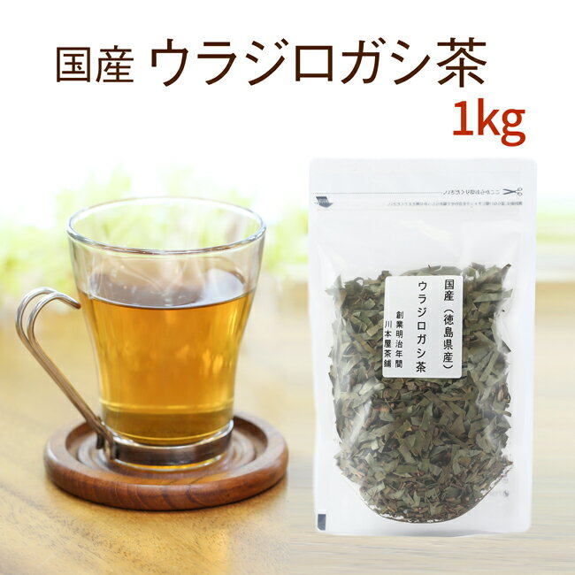 ウラジロガシ茶 100g×10袋 【お徳用】【送料無料】業務用・会社用・お徳用・職場用