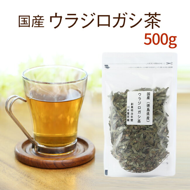 ウラジロガシ茶 国産 100g×5セット徳島県産100％で安心・安全☆美味しいウラジロガシ茶