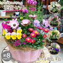 母の日 ギフト【栄養剤プレゼント】 寄せ植えが作れる 花苗セット ギフト 花苗 セット 8ポット 前後 寄せ植え 季節のお花 セット 花 誕生日 プレゼント 贈り物 玄関先 ベランダ 店舗前お任せ フラワーギフト 送料無料 屋外 パンジー ビオラ 春の花 冬の花 ガーデニング