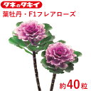 葉牡丹 F1フレアローズ 約40粒 タキイ交配 花壇 生育旺盛 ハボタン はぼたん 混合種子 種子 種 栽培 通販 タキイ
