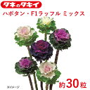 タキイ 種 葉牡丹 F1ラッフル ミックス 約 30粒 花壇 生育旺盛 ハボタン はぼたん 混合種子 種子 栽培 通販