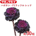 タキイ 種 葉牡丹 F1ラッフル レッド 約 30粒 花壇 生育旺盛 ハボタン はぼたん 混合種子 種子 栽培 通販