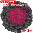 タキイ 種 葉牡丹 プラチナケール(R)F1クリスタル レッド 約 20粒 花壇 生育旺盛 ハボタン はぼたん 混合種子 種子 栽培 通販