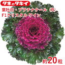 タキイ 種 葉牡丹 プラチナケール(R)F1クリスタル ワイン 約 20粒 花壇 生育旺盛 ハボタン はぼたん 混合種子 種子 栽培 通販