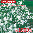 タキイ かすみ草・コベントガーデン 約1000粒 タキイ交配 花壇 瑠璃唐草 生育旺盛 混合種子 種子 栽培 通販