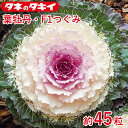 葉牡丹 F1つぐみ 約45粒 タキイ交配 花壇 生育旺盛 ハボタン はぼたん 混合種子 種子 栽培 通販