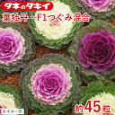 葉牡丹 F1つぐみ混合 約45粒 タキイ交配 花壇 生育旺盛 ハボタン はぼたん 混合種子 種子 栽培 通販