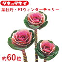 タキイ 種 葉牡丹 F1ウィンターチェリー 約 60粒 花壇 生育旺盛 ハボタン はぼたん 混合種子 種子 栽培 通販
