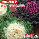 葉牡丹 F1かもめ混合 約100粒 タキイ交配 花壇 生育旺盛 ハボタン はぼたん 混合種子 種子 種 栽培 通販 タキイ