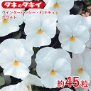 ウインターパンジー・F1ナチュレ ホワイト タキイ交配 約45粒 小輪 混合種子 種子 種 栽培 通販 タキイ