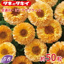 芳香 金盞花・ピンクサプライズ 約50粒 種子 種 栽培 通販 タキイ