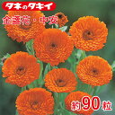 金盞花・中安 約90粒 種子 種 栽培 通販 タキイ