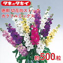 タキイ 種 徳用 切花向ストック カラフルミックス 約500粒 花壇 生育旺盛 あらせいとう 混合種子 種子 栽培 通販