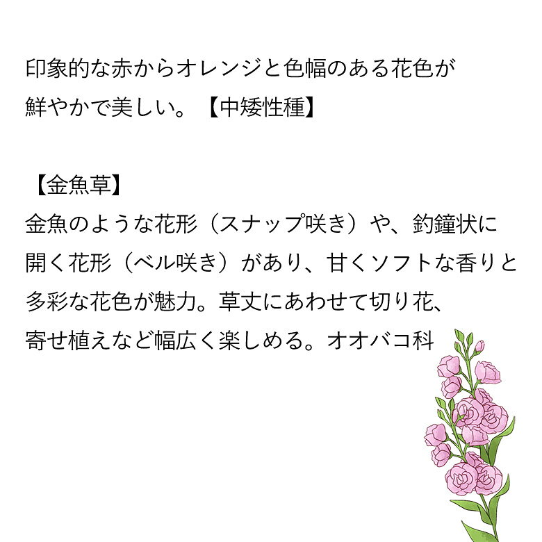 タキイ 金魚草・レンブラント 約90粒 タキイ交配 花壇 コモン・スナップドラゴン ...
