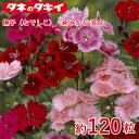 タキイ 撫子(なでしこ)・新みかど 混合 約120粒 タキイ交配 花壇 ナデシコ 生育旺盛 混合種子 種子 栽培 通販