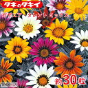 タキイ ガザニア・タレント ミックス 約30粒 タキイ交配 花壇 瑠璃唐草 生育旺盛 混合種子 種子 栽培 通販