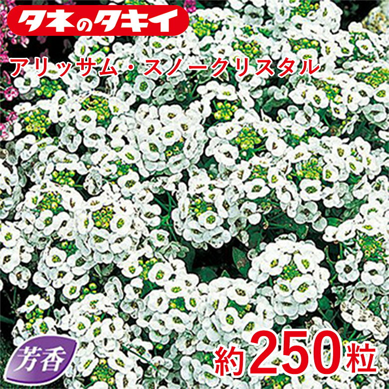 タキイ アリッサム・スノークリスタル 約250粒 タキイ交配 花壇 瑠璃唐草 生育旺盛 混合種子 種子 栽培 通販