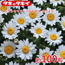 タキイ クリサンセマム・パルドサム ホワイト 約100粒 タキイ交配 花壇 瑠璃唐草 生育旺盛 混合種子 種子 栽培 通販