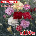 タキイ カーネーション・シャボー 混合 約100粒 タキイ交配 花壇 瑠璃唐草 生育旺盛 混合種子 種子 栽培 通販