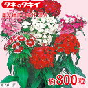 タキイ 美女撫子・高性 混合 約800粒 タキイ交配 花壇 瑠璃唐草 生育旺盛 混合種子 種子 栽培 通販