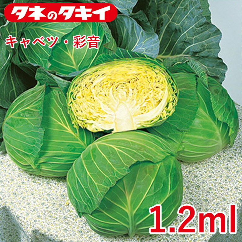 キャベツ・彩音(R)【タキイ交配】 1.2ml 甘藍 キャベツ 家庭菜園 野菜 種 種子 ガーデニング 栽培 農業 野菜作り 野菜 おすすめ サラダ タキイ タキイのタネ 通販 春 夏 秋 冬