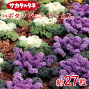 葉牡丹・バニーミックス 約27粒 サカタ交配 花壇 生育旺盛 ハボタン はぼたん 混合種子 種子 種 栽培 通販 サカタ