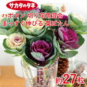 葉牡丹・切り花用混合 まっすぐ伸びる葉牡丹 約27粒 サカタ交配 花壇 生育旺盛 ハボタン はぼたん 混合種子 種子 種 栽培 通販 サカタ