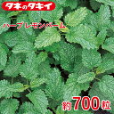 ハーブ レモンバーム 約 700粒 サカタ交配 花壇 生育旺盛 混合種子 種子 種 栽培 通販 サカタ