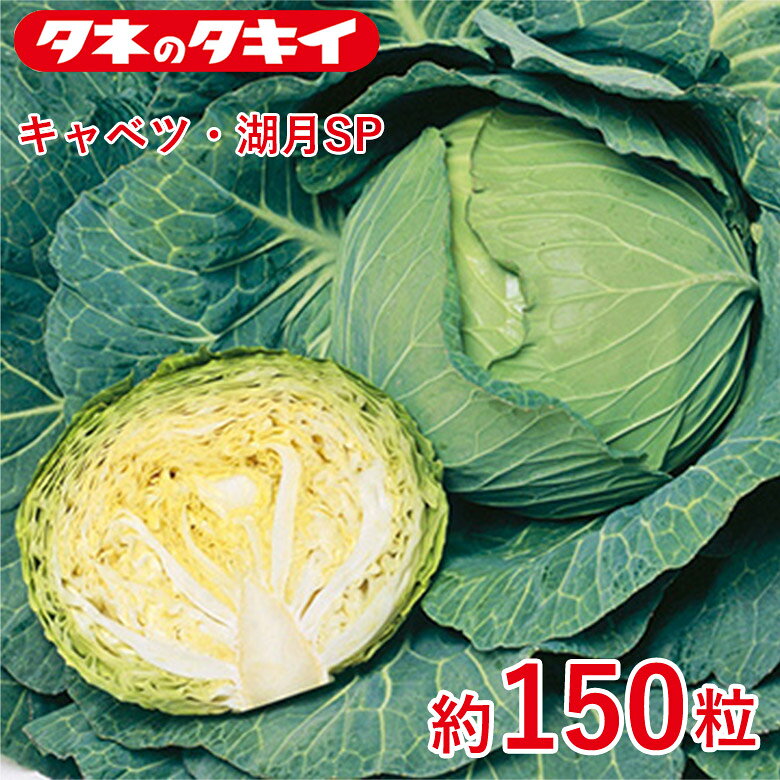商品名 キャベツ・湖月SP【タキイ交配】ペレット150粒 学名 Brassica oleracea L. var. capitata 和名 甘藍 開花時期 発芽適温：15℃〜30℃ 生育適温：15℃〜20℃ 発芽日数：4〜6日 特徴 根張りが強く、生育旺盛で作りやすい。裂球が遅く、肥大が持続するので加工用としても適する。食味は、気温の下降とともにうまみと甘さが増す。 【寒玉系】 重量 1.6kg 熟期：中生 ※重量は中間地適期まきでのおおよその収穫サイズ目安です。 日当たり・置き場所 日当たりと風通しの良い場所 水やり 水やり回数が多すぎると病気が発生しやすくなるので、回数を少なめにして1回のあたりの水の量を多めにするのがポイントです。毎日水やりをする必要はなく土の表面がしっかり乾いてから行いましょう。キャベツは乾燥を嫌いますが、多湿すぎても病気にかかりやすくなります。 肥料 定植の2週間以上前に苦土石灰を全面散布して耕し、1週間前に堆肥と元肥を施して再度耕します。定植は深植えを避けます。追肥は春・夏まきでは定植3週間後および結球が始まる前の2回行います。秋まき春どりでは年内の追肥は避け、春に新葉が動き出したら1回目、結球が始まる頃に2回目の追肥をします。1平方メートル当たり苦土石灰は2握り（約100g）、完熟堆肥は約2kg、元肥は化成肥料（N：P：K＝8：8：8）を2握り（約100g）とします。追肥は1回につき、1平方メートル当たり化成肥料1握り（約50g）とし、同時に中耕と土寄せをします。 病気と害虫 キャベツは害虫が多く、シンクイムシ、ヨトウムシ、コナガ、アオムシなどがつきやすいので、見つけ次第捕殺するか、殺虫剤を散布します。防虫ネットをトンネル状にかけると被害を抑えることができます。病気は比較的少ない方ですが、黒腐病、萎黄病、菌核病、根こぶ病が発生します。商品名 キャベツ・湖月SP【タキイ交配】ペレット150粒 学名 Brassica oleracea L. var. capitata 和名 甘藍 開花時期 発芽適温：15℃〜30℃ 生育適温：15℃〜20℃ 発芽日数：4〜6日 特徴 根張りが強く、生育旺盛で作りやすい。裂球が遅く、肥大が持続するので加工用としても適する。食味は、気温の下降とともにうまみと甘さが増す。 【寒玉系】 重量 1.6kg 熟期：中生 ※重量は中間地適期まきでのおおよその収穫サイズ目安です。 日当たり・置き場所 日当たりと風通しの良い場所 水やり 水やり回数が多すぎると病気が発生しやすくなるので、回数を少なめにして1回のあたりの水の量を多めにするのがポイントです。毎日水やりをする必要はなく土の表面がしっかり乾いてから行いましょう。キャベツは乾燥を嫌いますが、多湿すぎても病気にかかりやすくなります。 肥料 定植の2週間以上前に苦土石灰を全面散布して耕し、1週間前に堆肥と元肥を施して再度耕します。定植は深植えを避けます。追肥は春・夏まきでは定植3週間後および結球が始まる前の2回行います。秋まき春どりでは年内の追肥は避け、春に新葉が動き出したら1回目、結球が始まる頃に2回目の追肥をします。1平方メートル当たり苦土石灰は2握り（約100g）、完熟堆肥は約2kg、元肥は化成肥料（N：P：K＝8：8：8）を2握り（約100g）とします。追肥は1回につき、1平方メートル当たり化成肥料1握り（約50g）とし、同時に中耕と土寄せをします。 病気と害虫 キャベツは害虫が多く、シンクイムシ、ヨトウムシ、コナガ、アオムシなどがつきやすいので、見つけ次第捕殺するか、殺虫剤を散布します。防虫ネットをトンネル状にかけると被害を抑えることができます。病気は比較的少ない方ですが、黒腐病、萎黄病、菌核病、根こぶ病が発生します。 関連商品 野菜種の商品一覧はこちら⇒