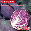 キャベツ・ルビーボールSP【タキイ交配】130粒 甘藍 キャベツ 家庭菜園 野菜 種 種子 ガーデニング 栽培 農業 野菜作り 野菜 おすすめ サラダ タキイ タキイのタネ 通販 春 夏 秋 冬