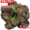 赤大葉高菜 3.5 ml タキイ交配 花壇 生育旺盛 高菜 混合種子 種子 種 栽培 通販 タキイ