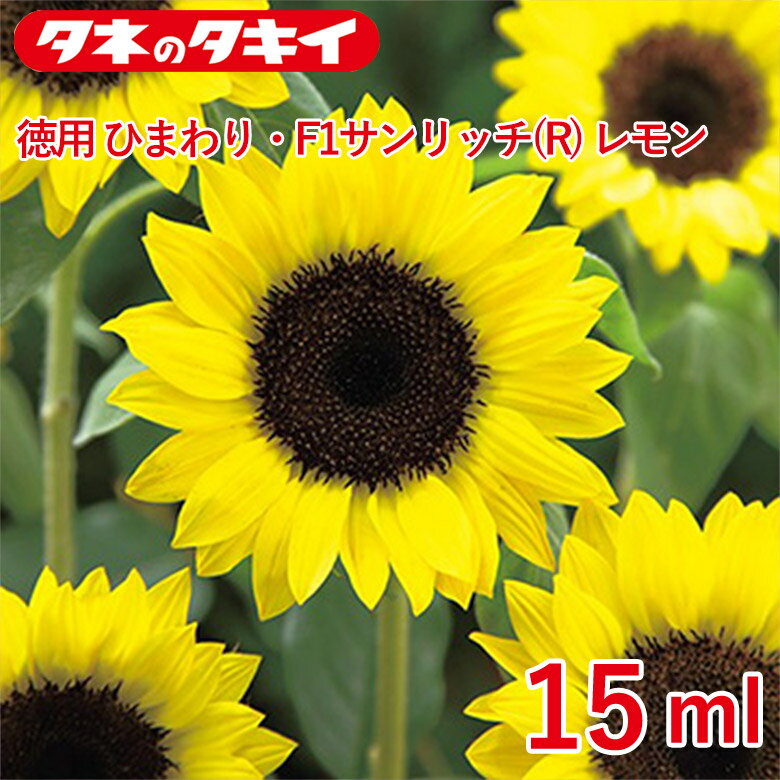 徳用ひまわり・F1サンリッチレモン15ml 種 種子 タキイ交配 栽培 野菜 家庭菜園