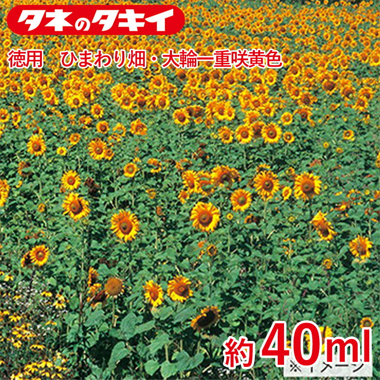 徳用 ひまわり畑・大輪一重咲黄色 約40ml 種 種子 タキイ交配 栽培 野菜 家庭菜園