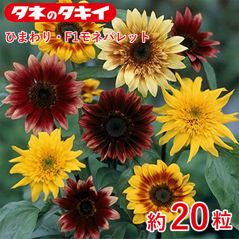 商品名 ひまわり・F1モネパレット 約20粒 学名 Helianthus annuus L. 和名 ヒマワリ サイズ/丈 約180cm 開花時期 発芽適温：25℃ 生育適温：15℃〜30℃ 発芽日数：3〜4日 花色 ミックスカラー 特徴 赤や黄色などさまざまなミックスカラーを楽しめる。開花期にも早晩がある。一本立ちからよく枝分かれするものまで多彩な咲き方。 日当たり・置き場所 日なた 水やり 発芽から生育初期にかけては、十分に根を張らせるため、表土が乾いたらたっぷりと水やりしますが、生育とともに徐々に水やりを減らしていきます。ただし、葉が大きくて草丈が高くなる品種は、夏に葉がしおれやすくなるので、ほぼ毎日の水やりが必要になります。 肥料 植えつけ時に元肥として緩効性肥料を施します。追肥は花が咲くまで2週間おきに化成肥料を施します。 病気と害虫 アブラムシ、ズイムシがつくことがあります。最近多くなったハモグリバエは、根から吸収させて効果のある殺虫剤を株元にまいて駆除します。雨が多いと発生するべと病は、長雨のあと、殺菌剤を散布して駆除します。商品名 ひまわり・F1モネパレット 約20粒 学名 Helianthus annuus L. 和名 ヒマワリ サイズ/丈 約180cm 開花時期 発芽適温：25℃ 生育適温：15℃〜30℃ 発芽日数：3〜4日 花色 ミックスカラー 特徴 赤や黄色などさまざまなミックスカラーを楽しめる。開花期にも早晩がある。一本立ちからよく枝分かれするものまで多彩な咲き方。 日当たり・置き場所 日なた 水やり 発芽から生育初期にかけては、十分に根を張らせるため、表土が乾いたらたっぷりと水やりしますが、生育とともに徐々に水やりを減らしていきます。ただし、葉が大きくて草丈が高くなる品種は、夏に葉がしおれやすくなるので、ほぼ毎日の水やりが必要になります。 肥料 植えつけ時に元肥として緩効性肥料を施します。追肥は花が咲くまで2週間おきに化成肥料を施します。 病気と害虫 アブラムシ、ズイムシがつくことがあります。最近多くなったハモグリバエは、根から吸収させて効果のある殺虫剤を株元にまいて駆除します。雨が多いと発生するべと病は、長雨のあと、殺菌剤を散布して駆除します。 関連商品 種 花・野菜の商品一覧はこちら⇒